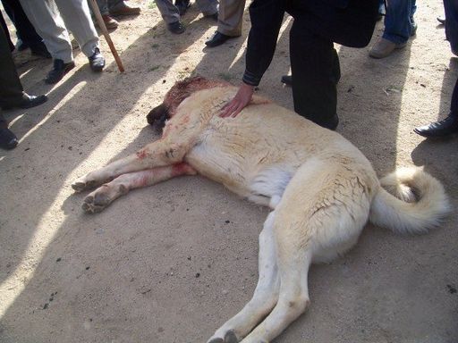 Ce chien a perdu la vie dans une arène en Turquie.